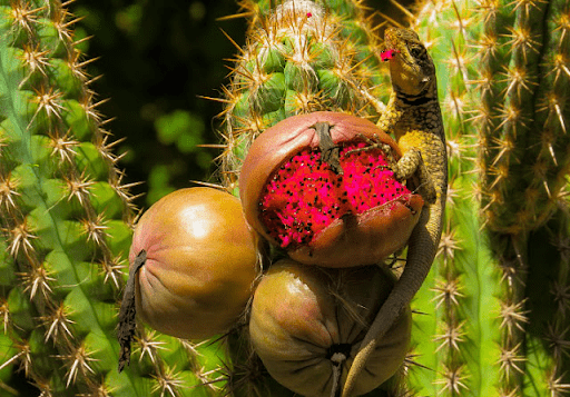 Flor e Fruto do Xique Xique.